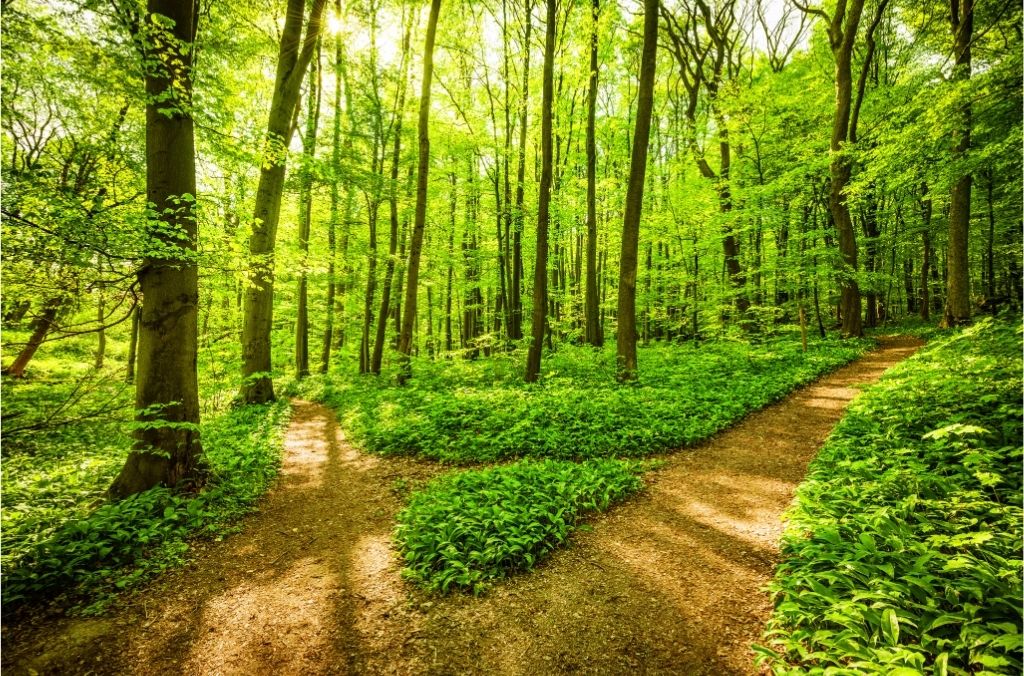 Chemins qui se séparent dans une forêt lumineuse