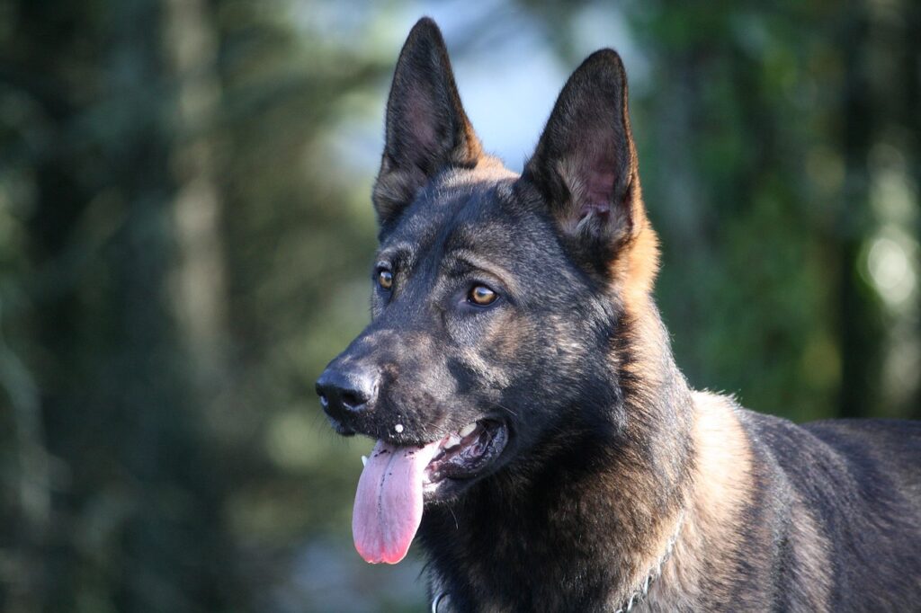 german shepherd, gsd, german shepherd dog, dog, pet, outdoors, nature, canine, animal