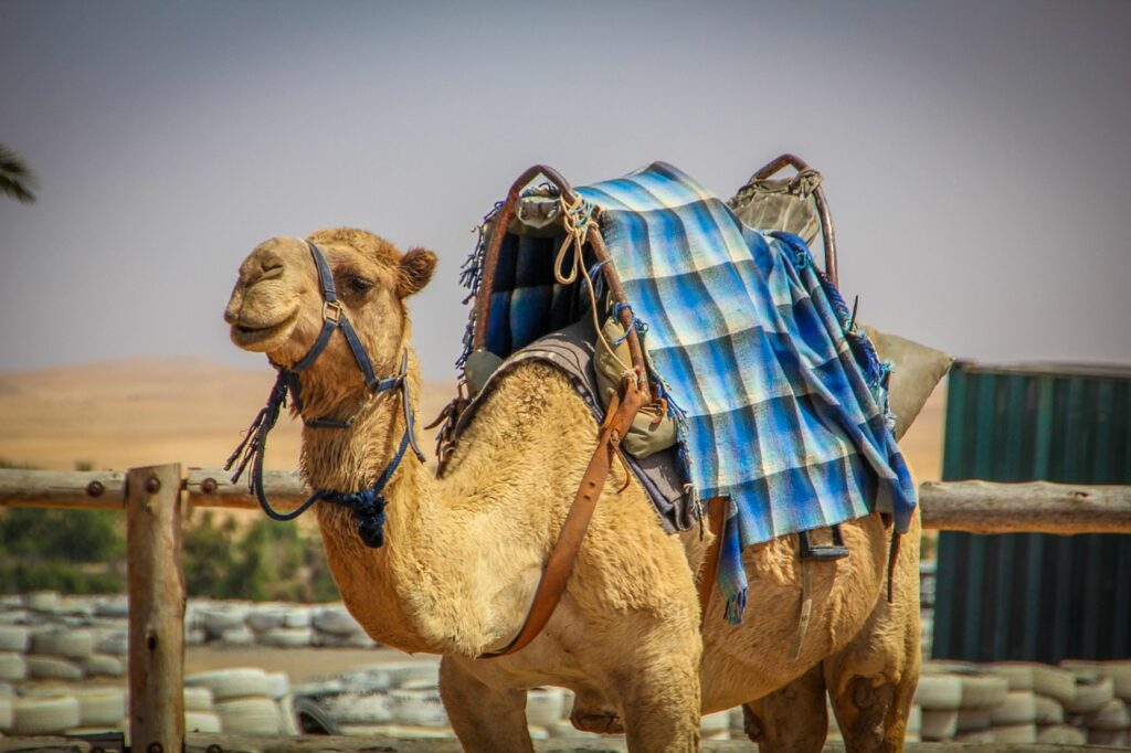 camel, nature, smiling, happy camel, desert, namibia